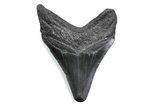 Fossil Megalodon Tooth - South Carolina #370477-1